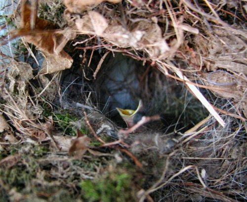 baby birds-web