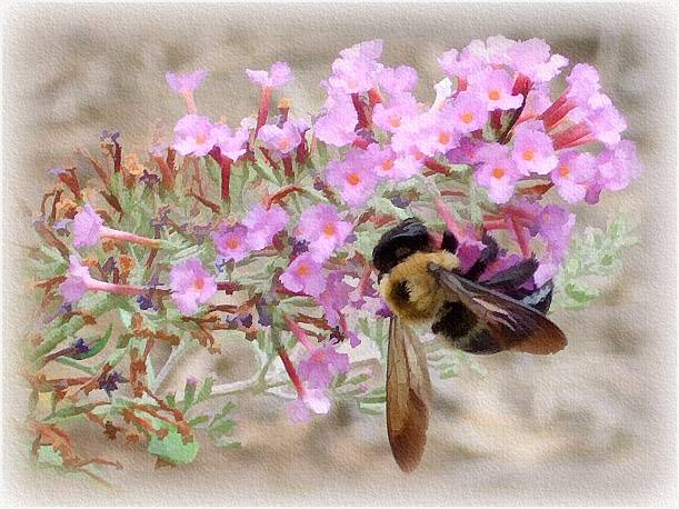 907Bee on Butterfly Bush
