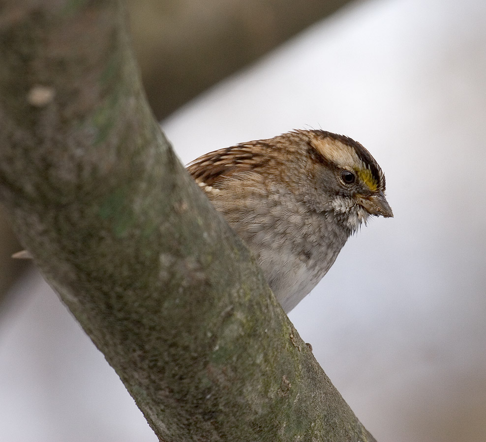Sparrow (12/11/05)