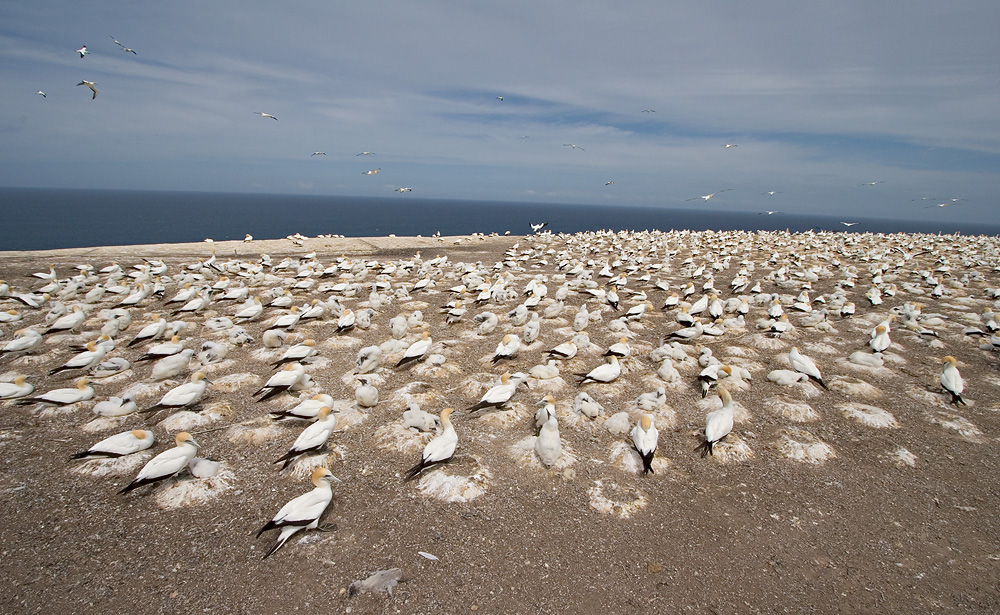 Lotsa Gannets, Cape Kidnappers