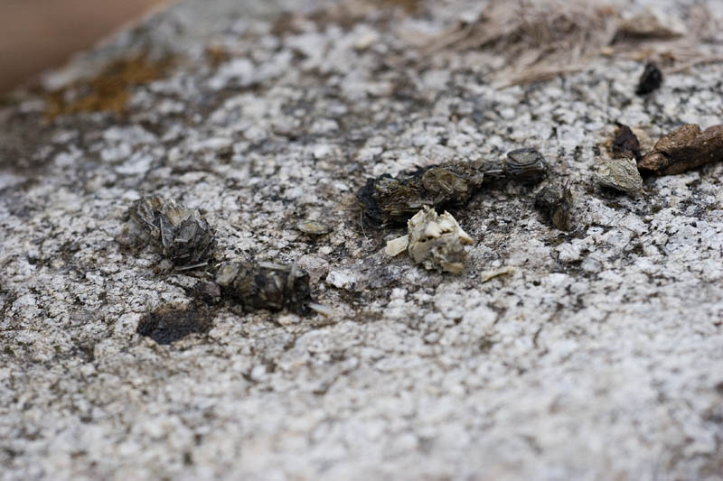 Datapoint 1/1: Mink Scat