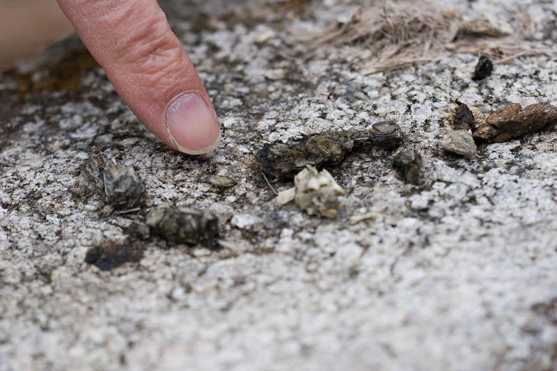 Datapoint 1/1: Mink Scat