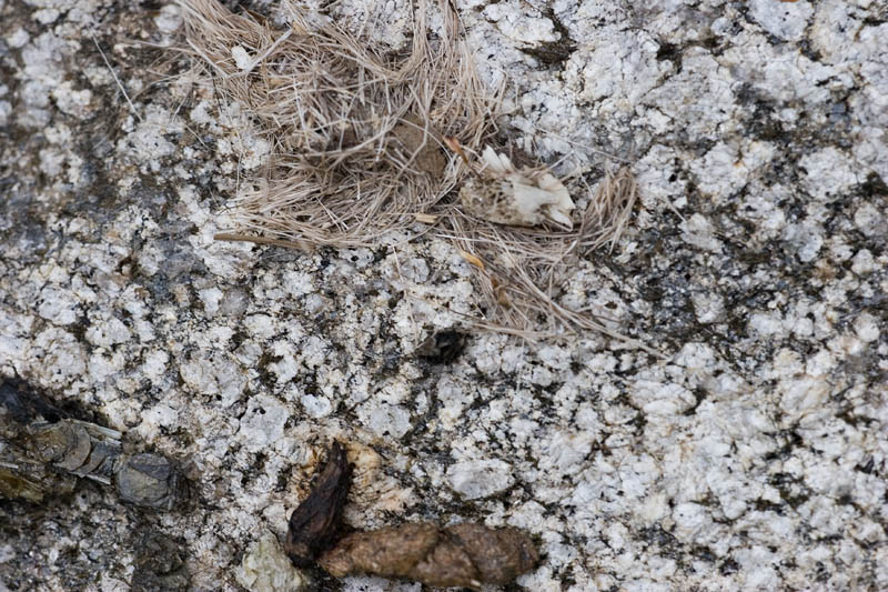 Datapoint 1/1: Mink Scat