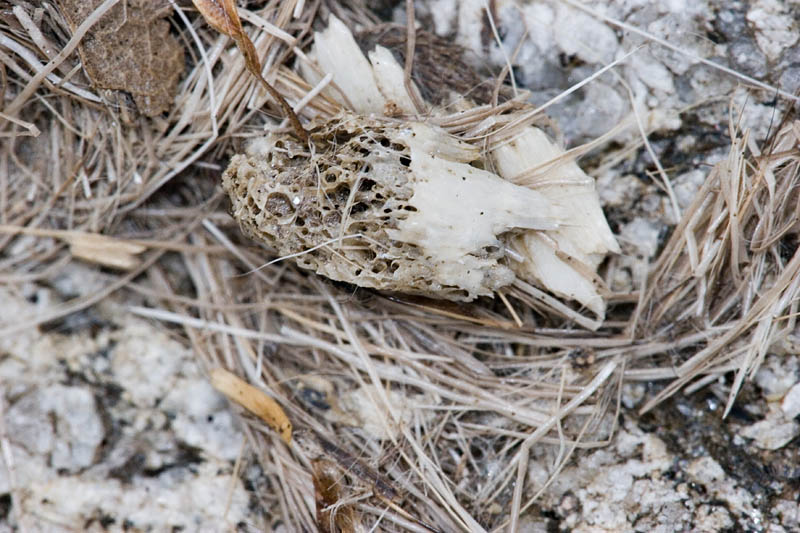 Datapoint 1/1: Older Mink Scat with Bone