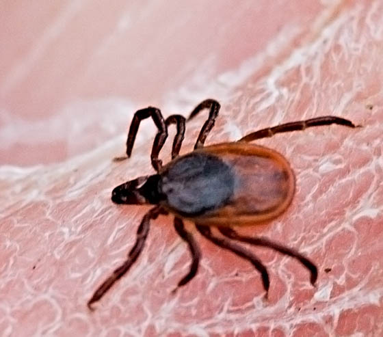 Female Deer Tick