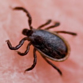 Male Deer Tick