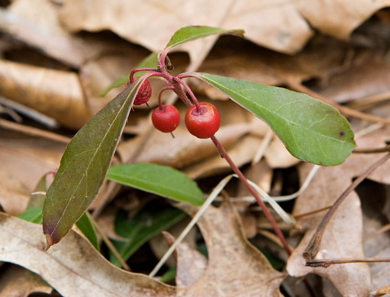 Wintergreen