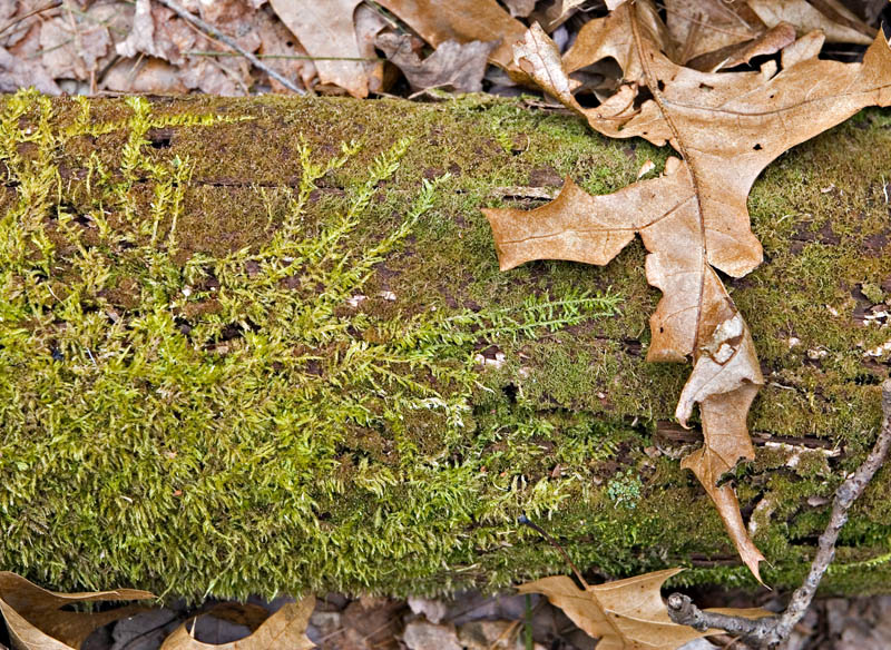 Mossy Log