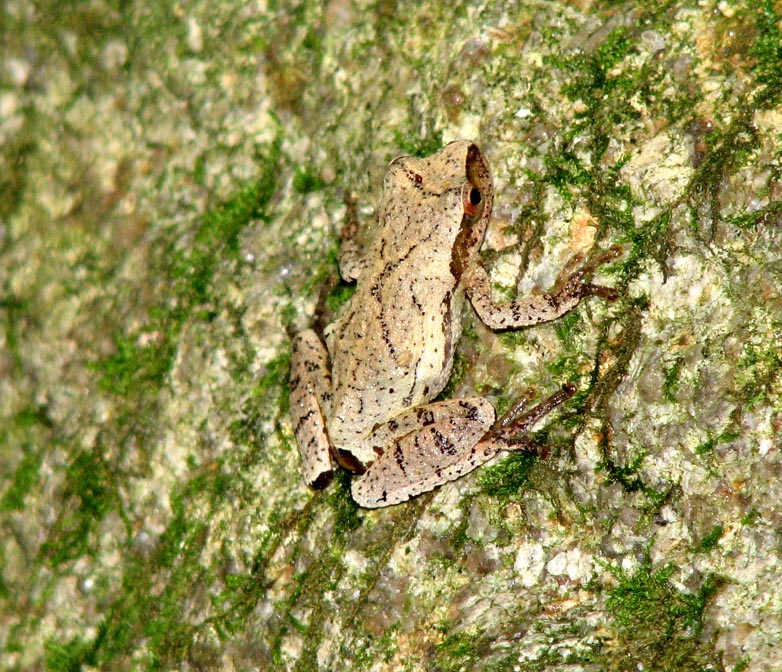 Spring peeper