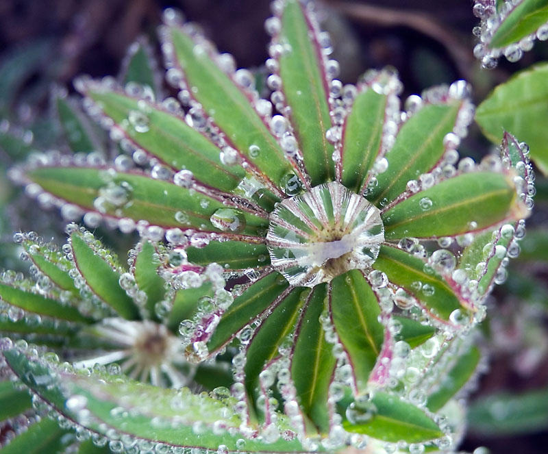 Morning dew