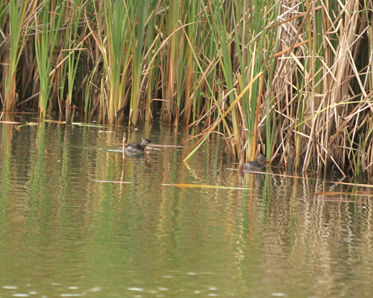 least grebe 3351a.jpg