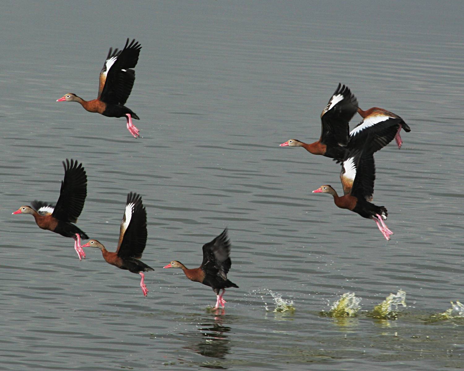 black bellied whistling ducks _4665.jpg