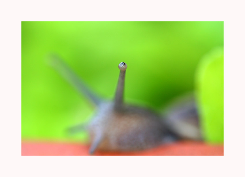 in a snails eye