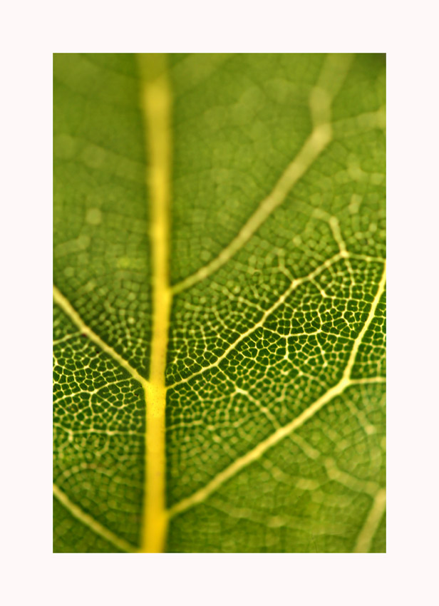 leaf me alone!!