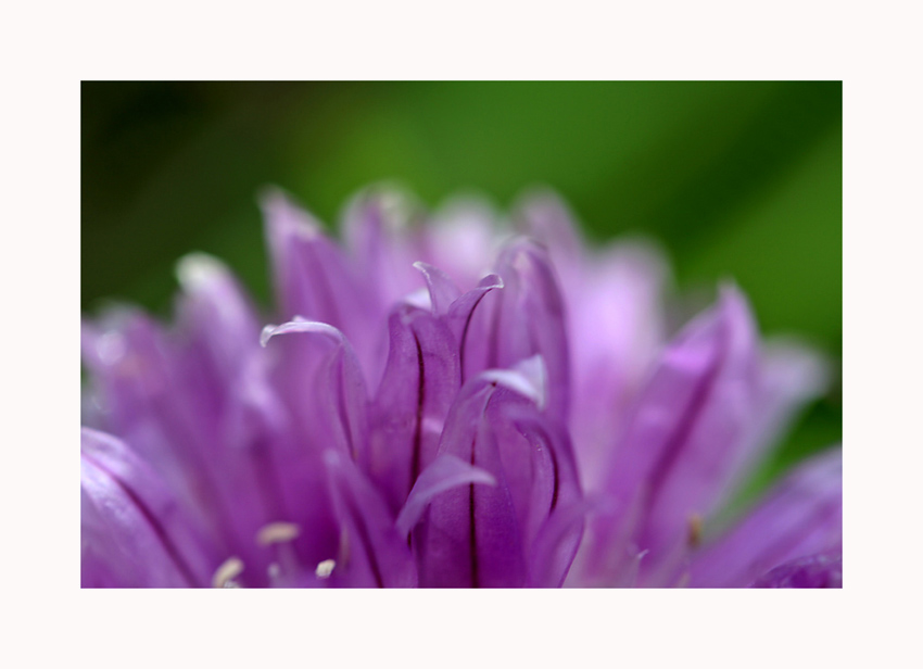 chives....tonight......
