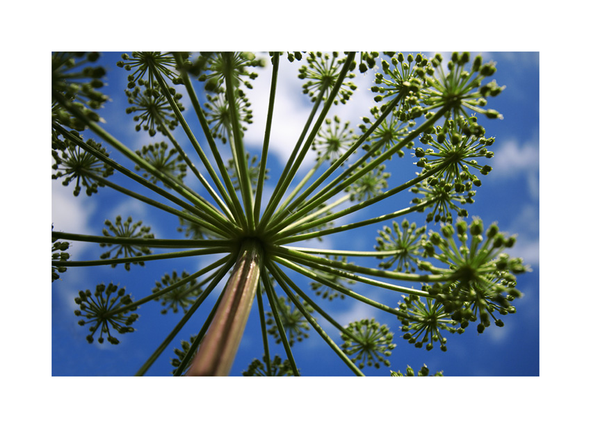 under angelica