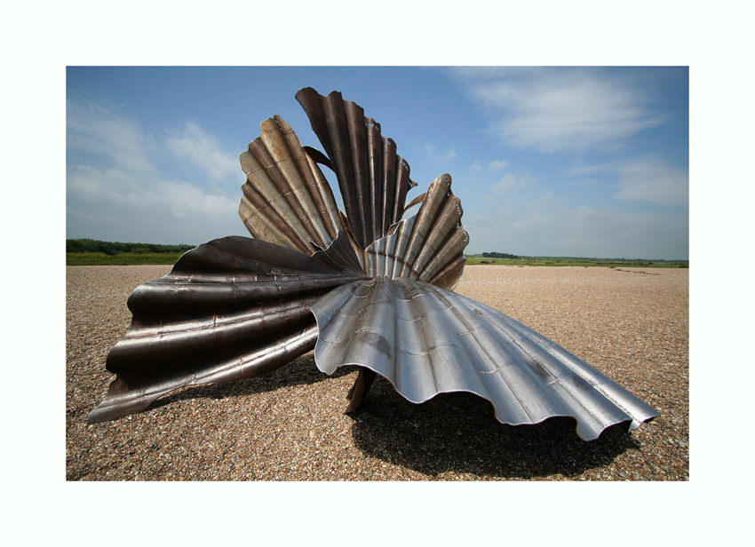 the clam