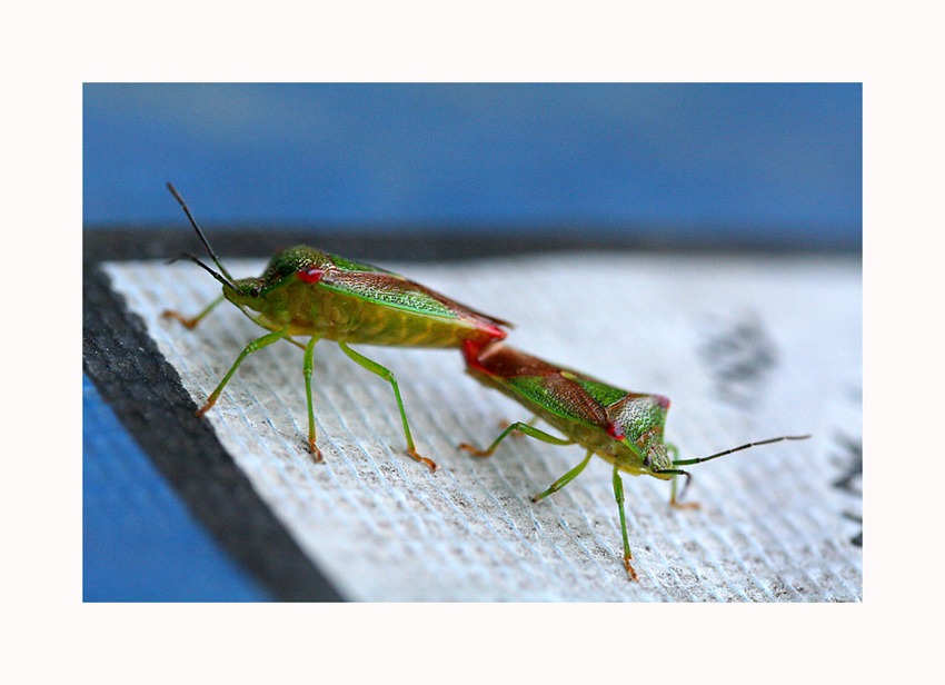 even ugly bugs do it.!