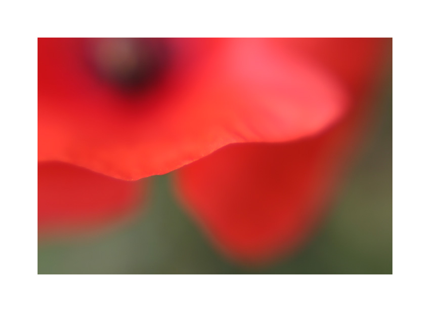 shallow dof and straight from the camera