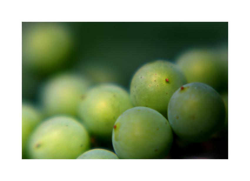 a bumper crop