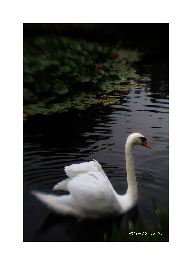 not such an ugly duckling...