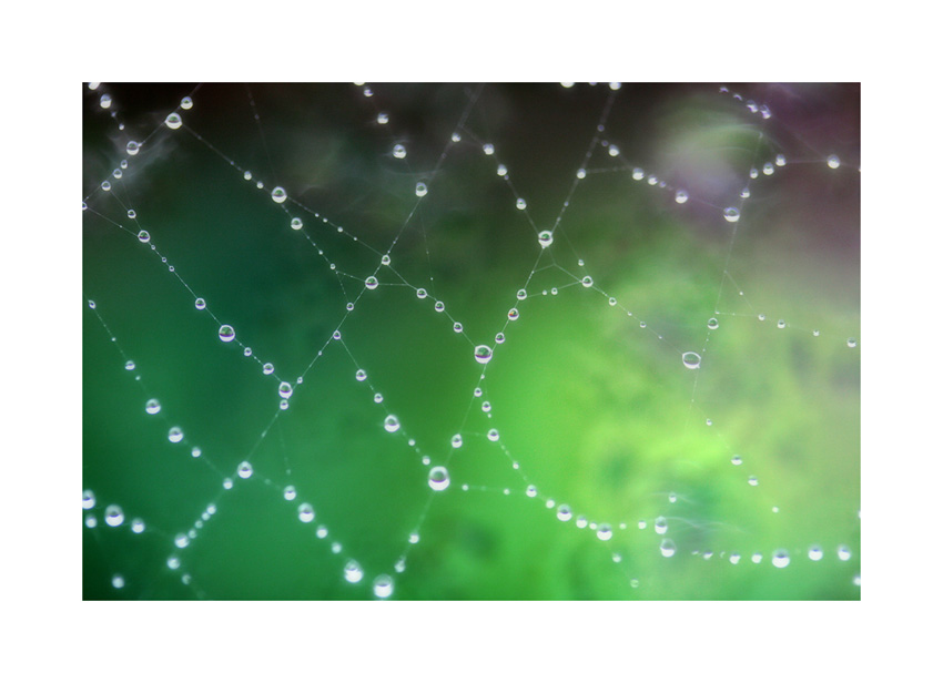 dewdrops