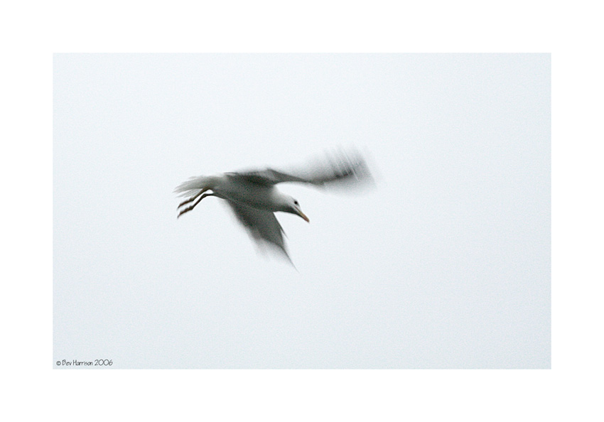 seagull......