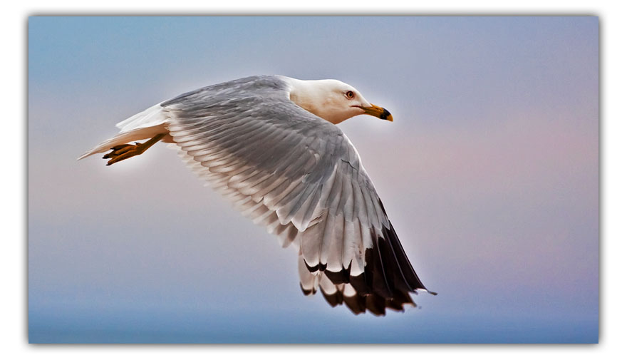 july 4 seagull