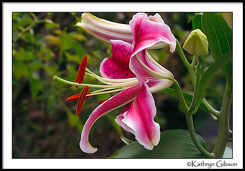 july 22 lily opens