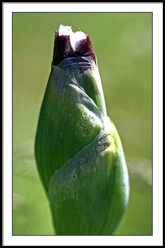 may 20 first iris
