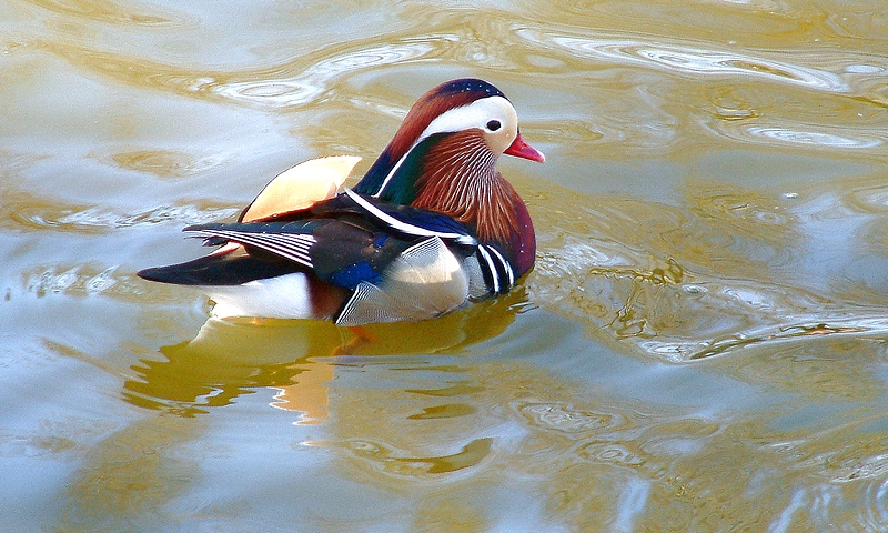 Mandarin Duck  11th March 2010