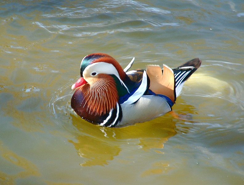 Mandarin Duck  11th March 2010