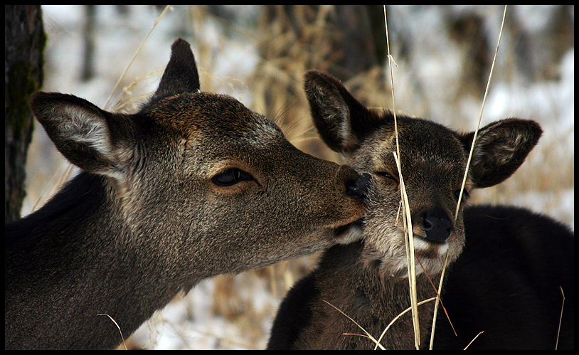 deer at Kirishima, Japan