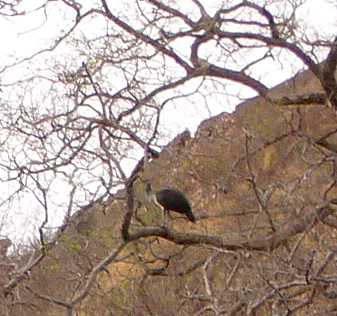 vulture