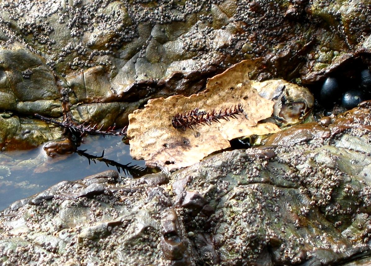 tree bark in paihia