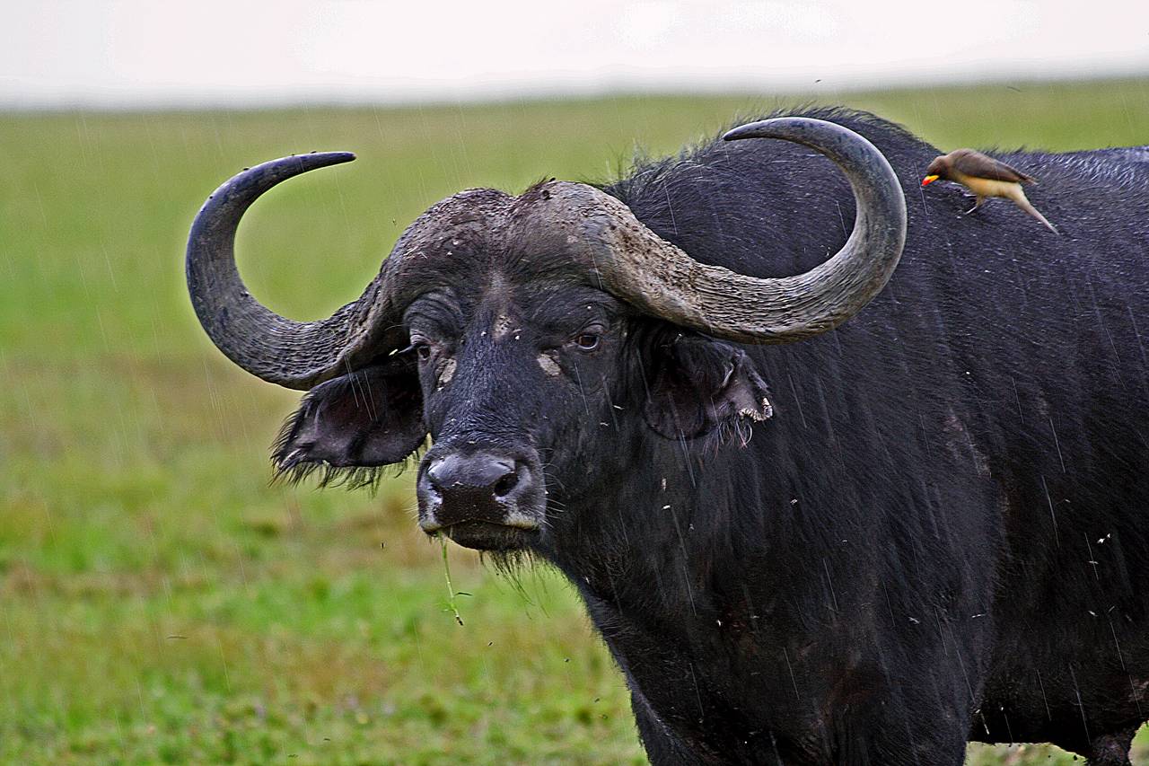 Buffalo with ox-pecker