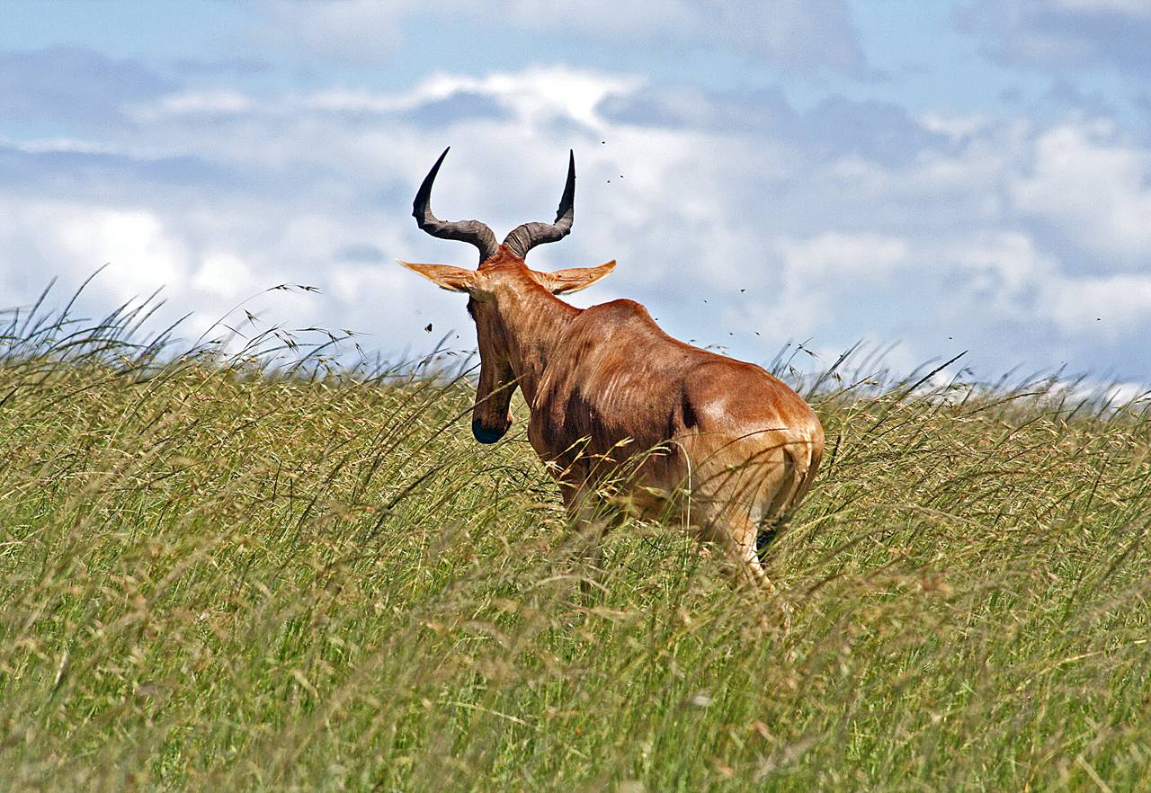 Hartebeest