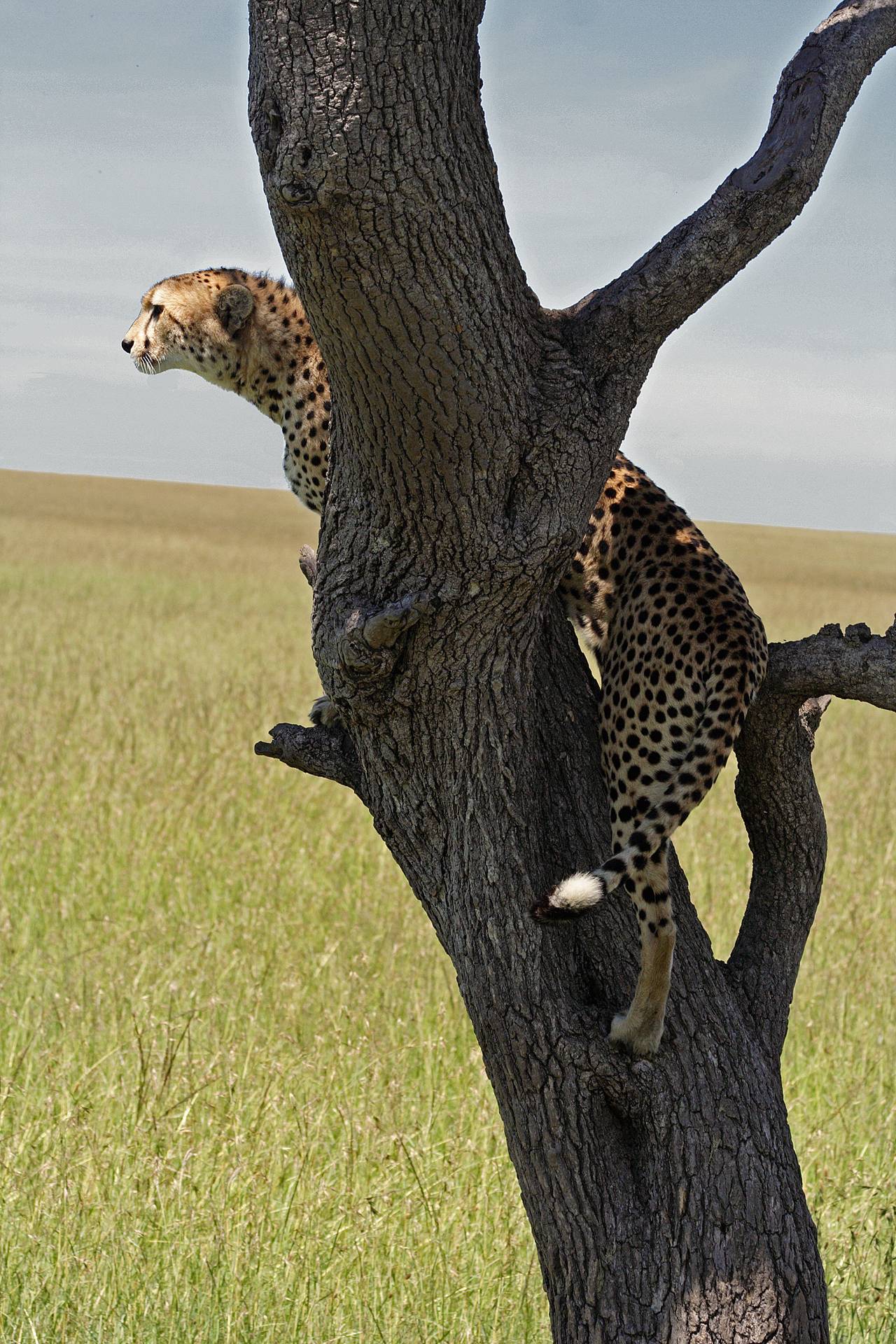 Cheetah peering into the distance