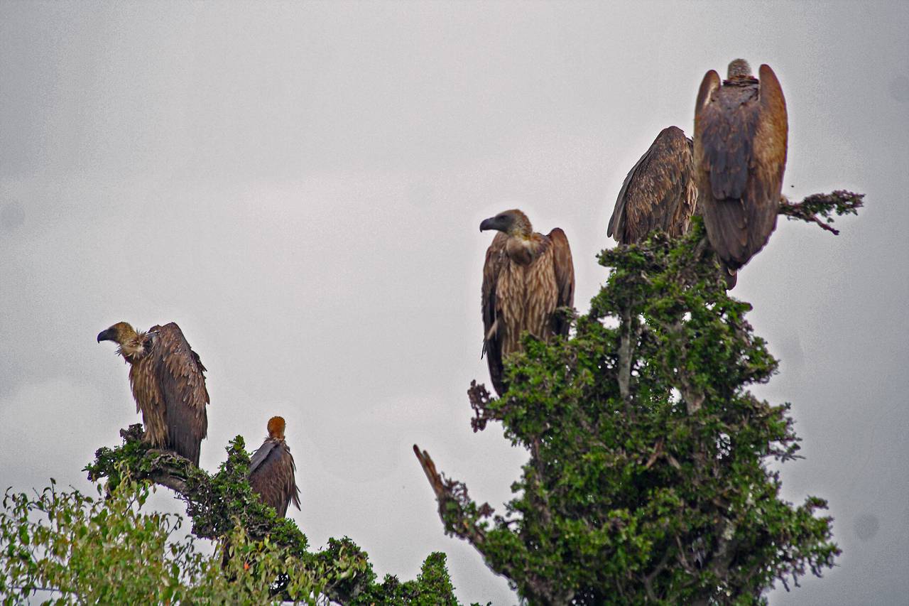 ... and more vultures