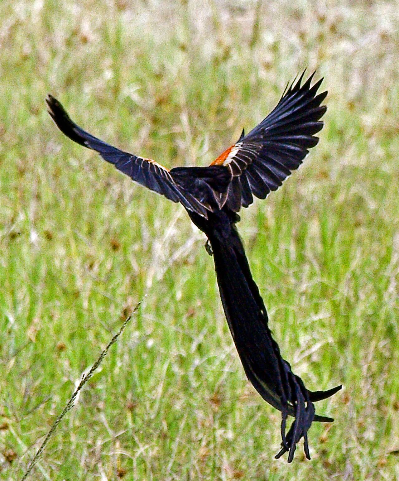 Widowbird