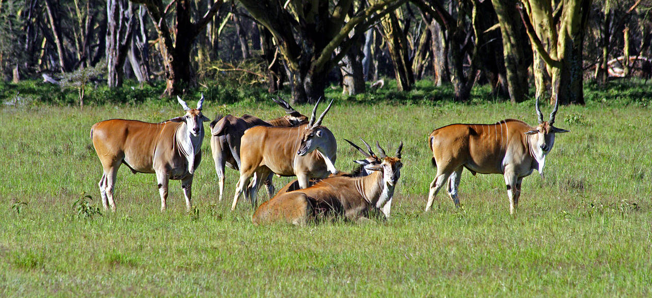 Eland