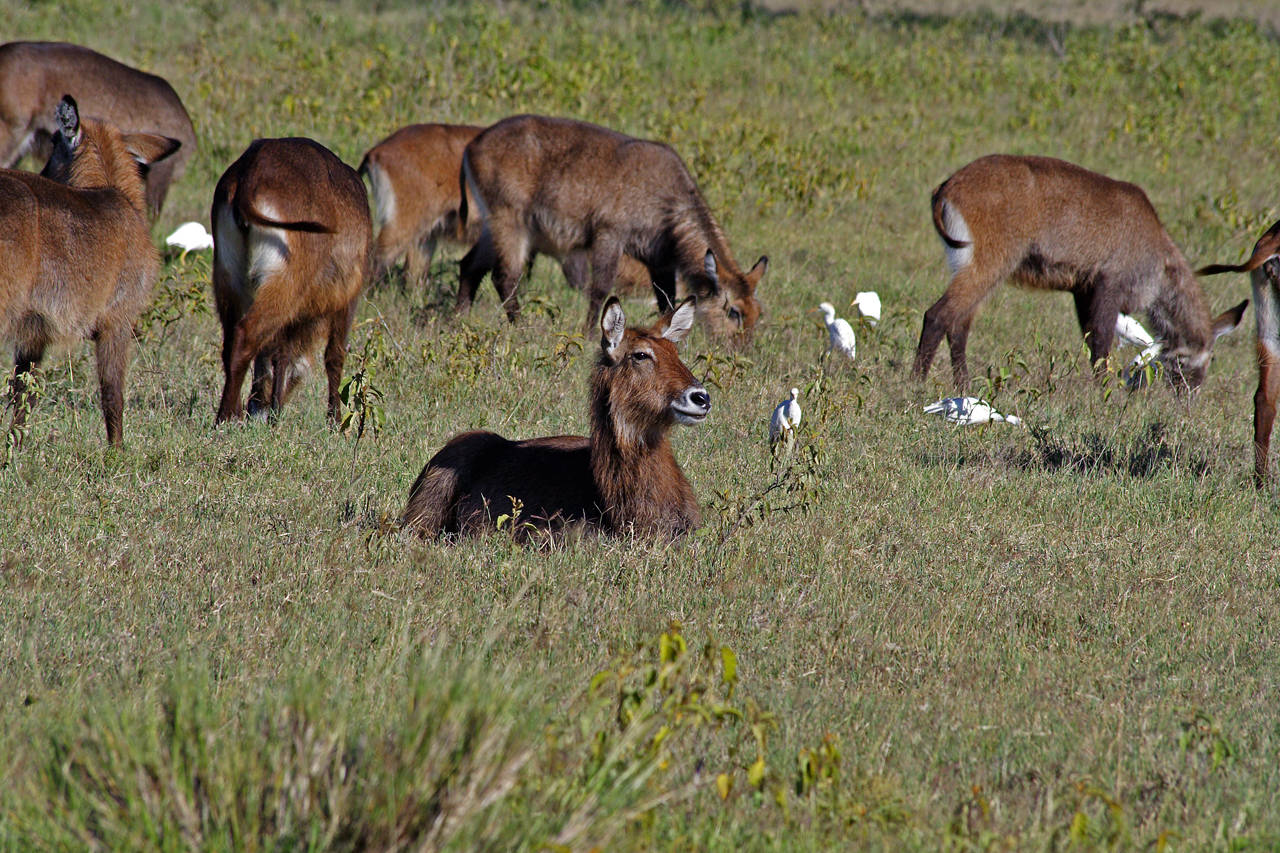 Female waterbuck with egrets