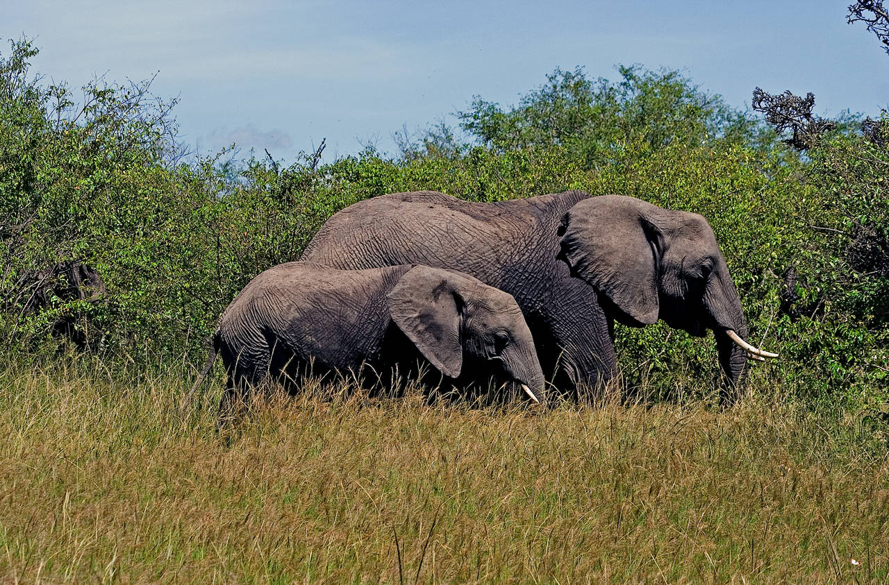 Elephants