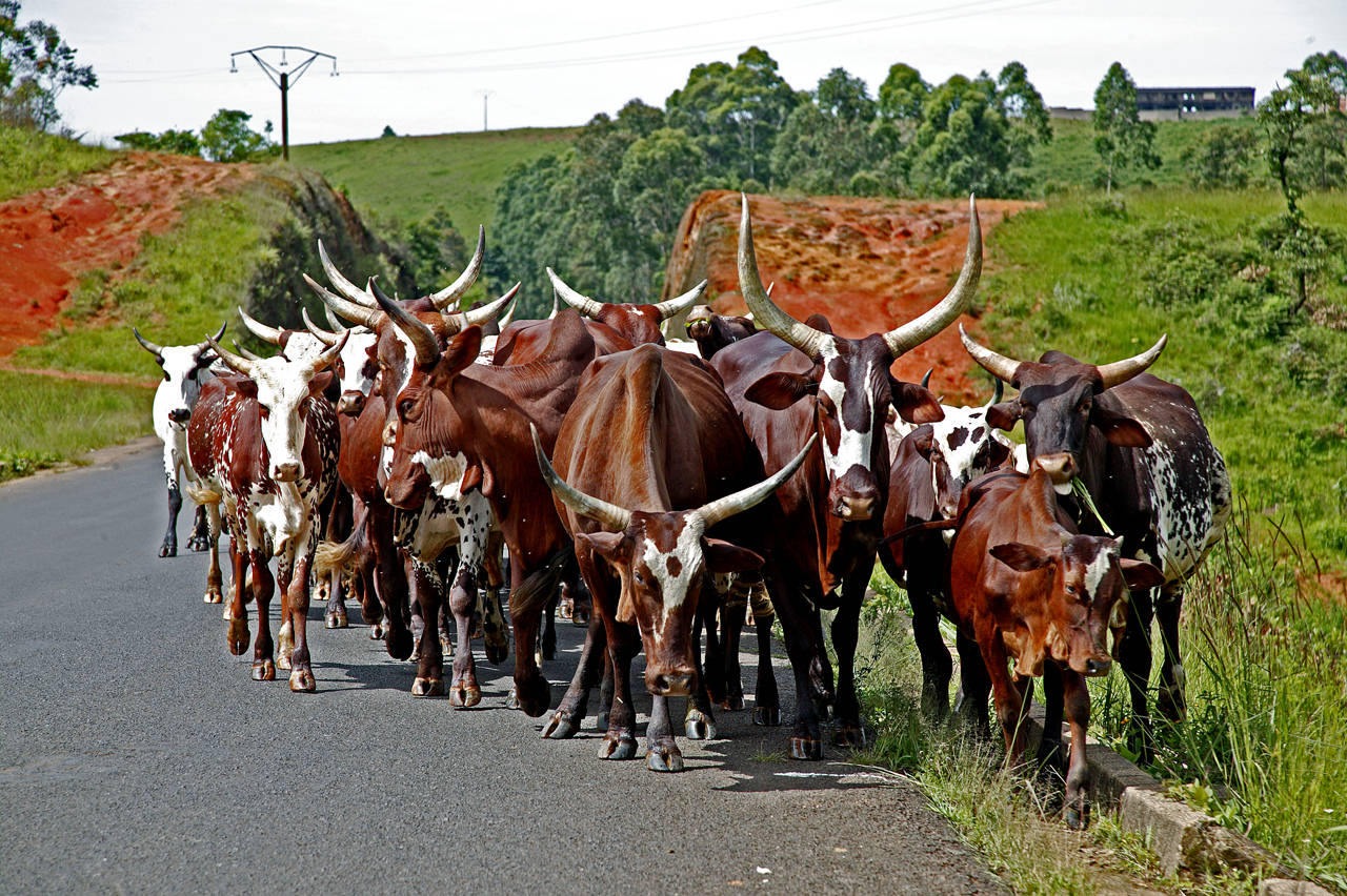 Fulani cattle
