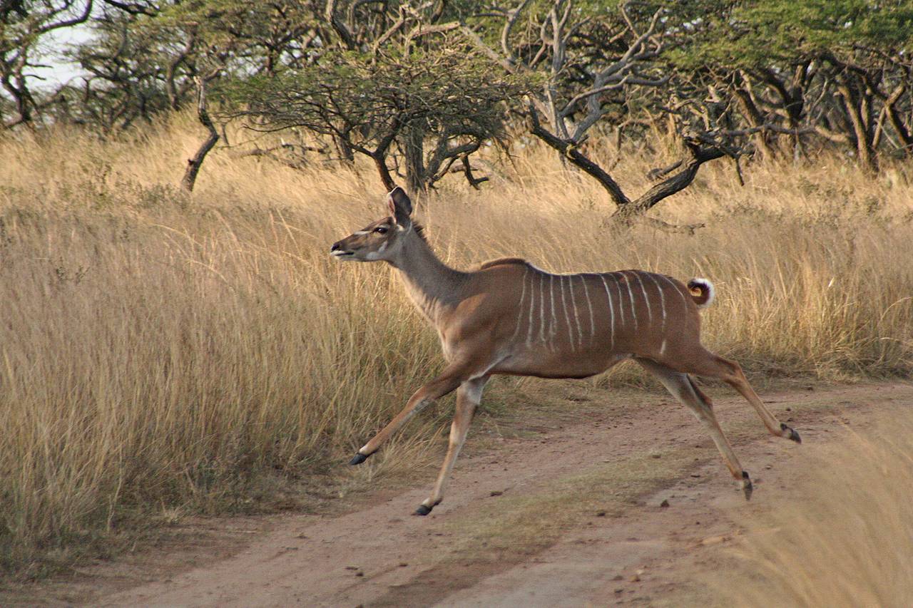 Female greater kudu, airborne