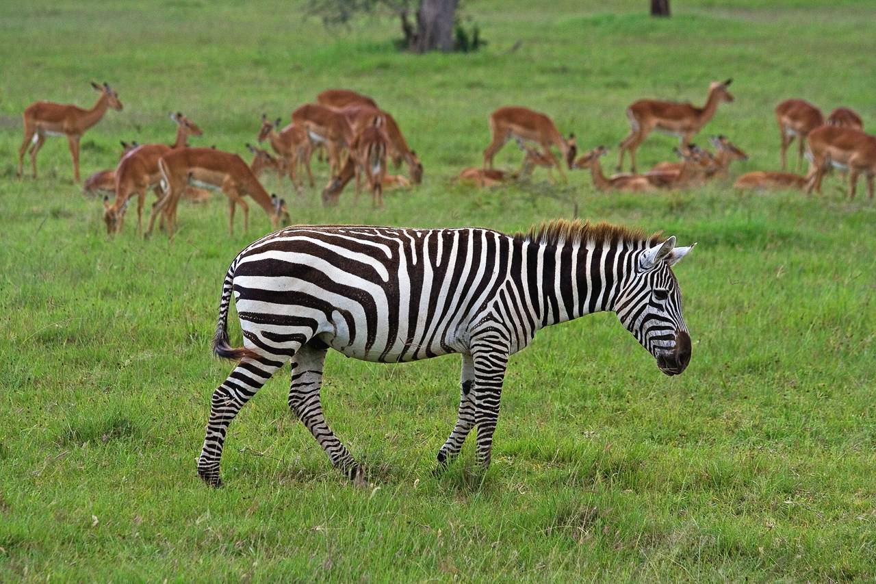 Zebra and impala