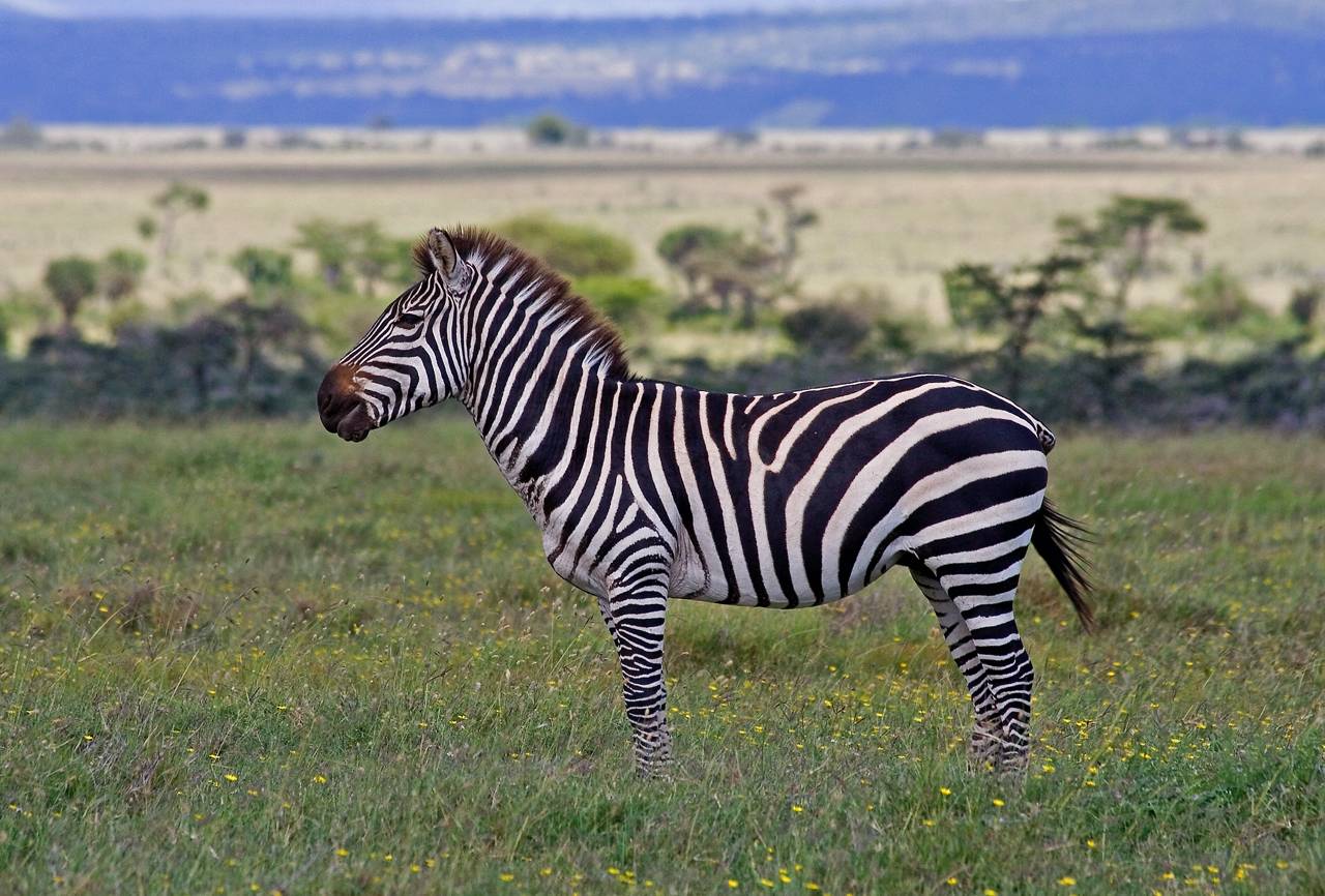 Zebra with muddy nose