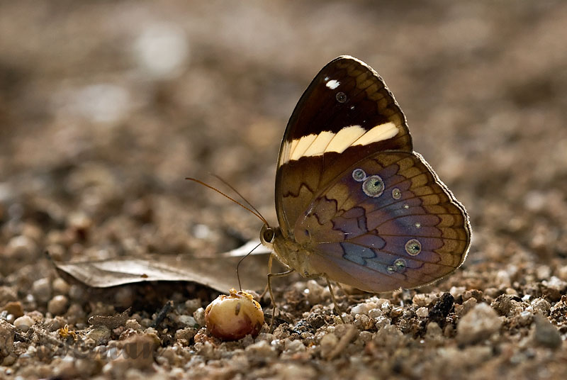 Xanthotaenia busiris busiris