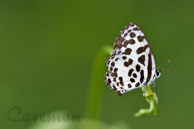 Castalius rosimon rosimon (The Common Pierrot)