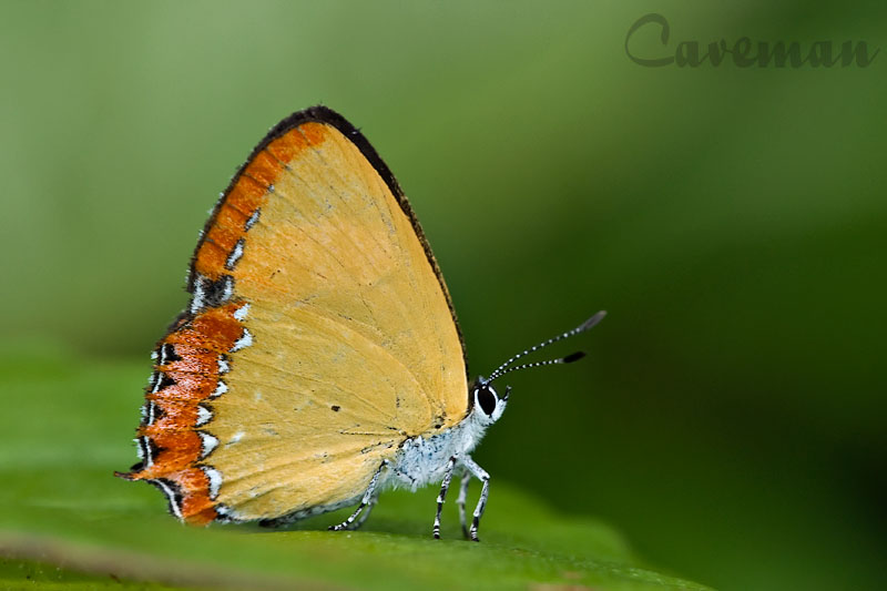 Heliophorus epicles tweediei (Purple Sapphire) -female